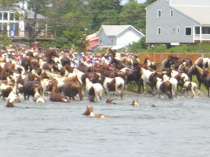 Chincoteague Pony Swim July 2007 064.JPG